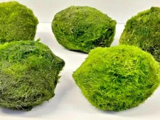Jumbo marimo moss balls - jumbo,