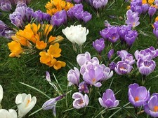 Crocus Vernus Large Flowering Mixed Fresh Spring Bulbs Ready To Plant Now