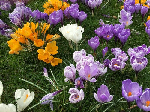 Crocus vernus large - crocus,