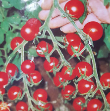 Gartenperle hanging basket cherry tomato seeds x 20