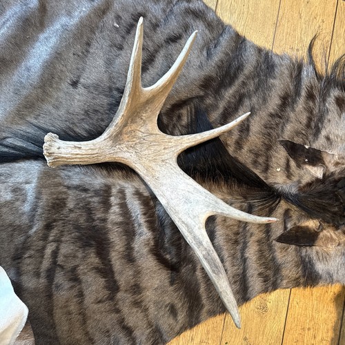 Moose antler naturally - antler,, shed