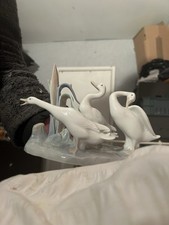 Unmarked Group Of Swans