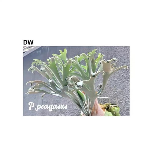 Platycerium diversifolium - , ×