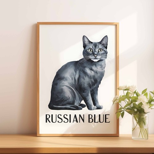 Russian blue cat - a5,