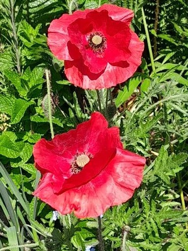 New wild poppy - 6, plant.bee