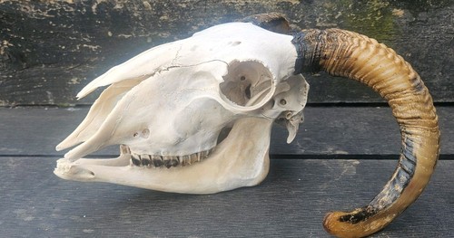 Sheep skull taxidermy - sheep, art