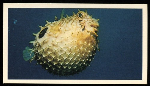Tobacco card doncella the - doncella,,