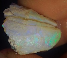 Opalised Shell Clam Fossil
