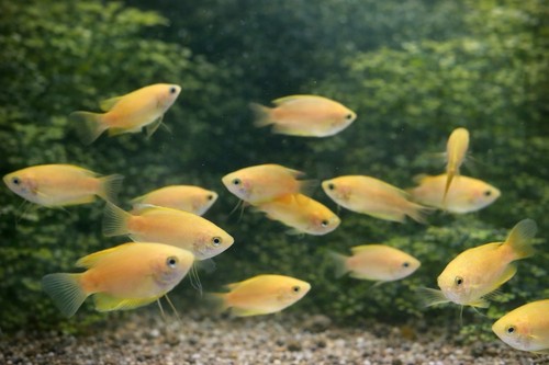Gold honey gourami - honey,