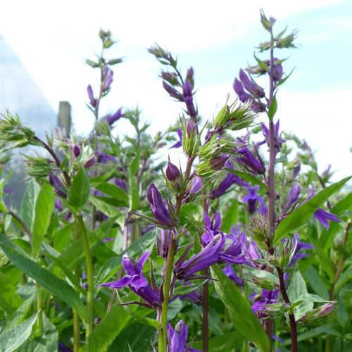 Lobelia vedrariensis litre - lobelia, 1