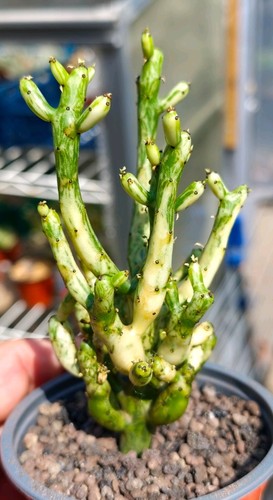 Euphorbia alluaudii variegated - alluaudii,