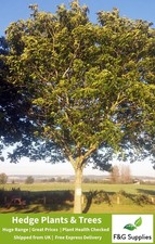 Walnut Juglans Regia bare root tree sapling hedge border hedging plants 40-50cm