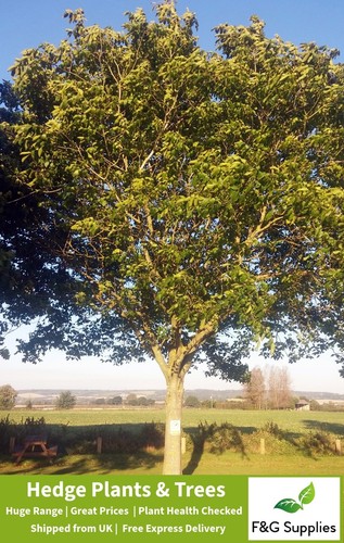 Walnut juglans regia bare root - juglans,