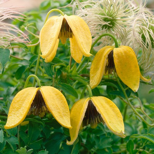 Clematis tangutica hardy - tangutica,