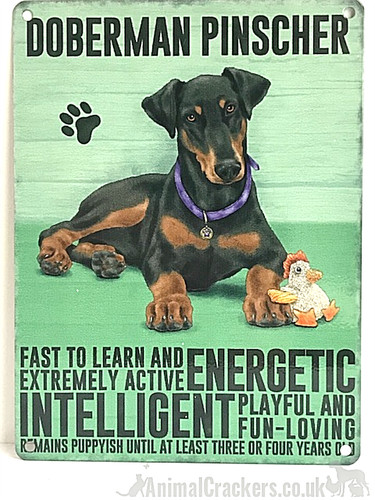 Doberman pinscher metal - doberman,