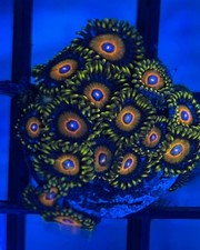 Mystery Soft Coral Frag "1