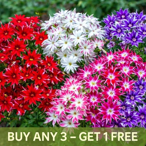 Drummond phlox seeds - drummond's, twinkle