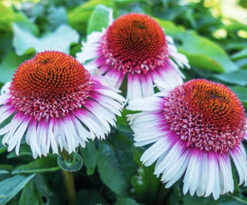 Seeds echinacea strawberry - seeds,