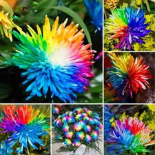 200PCS Rainbow Chrysanthemum