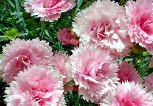 Cottage pink dianthus - cottage,