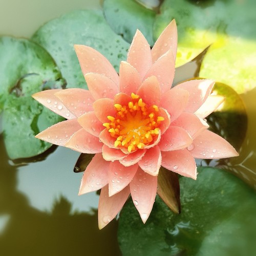Nymphaea barbara dobbins - nymphaea, dobbins'