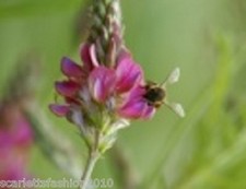 SAINFOIN WILDFLOWER SILAGE Onobrychis Vicifolia  wildflower seed 50g TO 1KG
