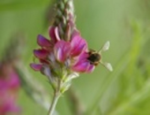 Sainfoin wildflower silage - sainfoin,