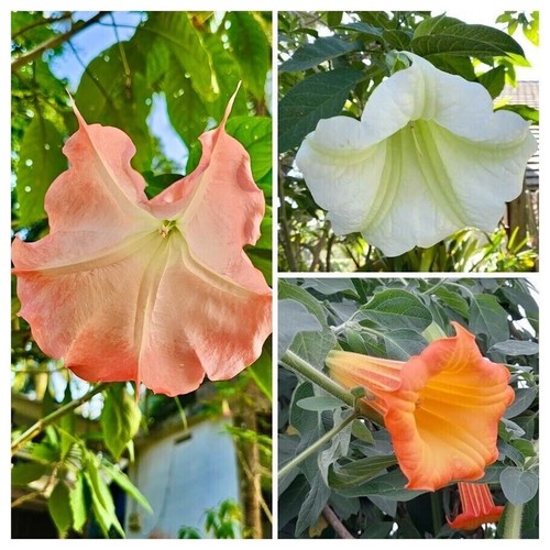 Angel trumpet seed - trumpet,