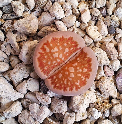 Lithops julii ssp fulleri - lithops,