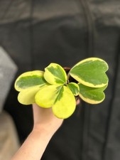 Variegated Hoya Kerrii, Hoya