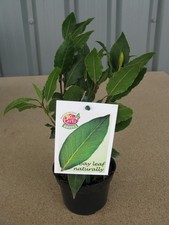 Small Kitchen Bay Tree