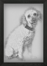 Apricot poodle 7 years old