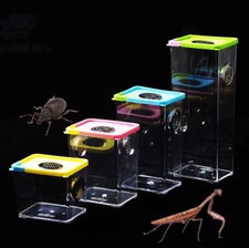 Praying mantis stick insect - mantis,