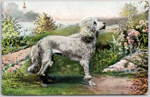 Postcard white standard poodle - postcard,