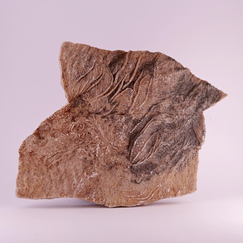 Crinoid fossils from charmouth - from,