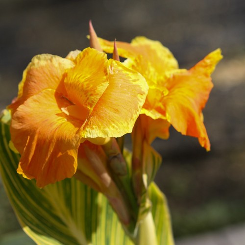 Canna tropicanna gold exotic - tropicanna,
