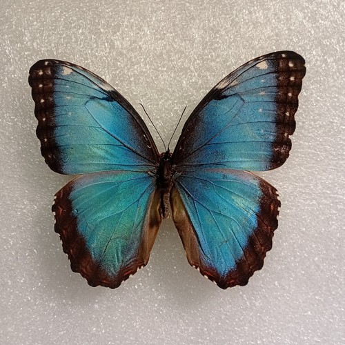 Morpho peleides blue - blue,