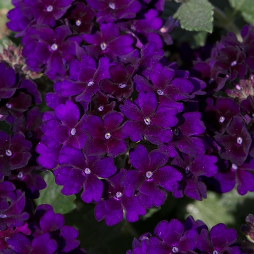 Verbena showboat midnight dark - verbena,