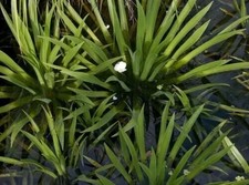 Floating pond plants water - plants,