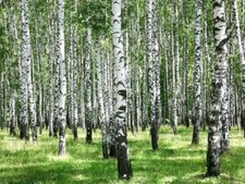 SILVER BIRCH -Tree bonsai