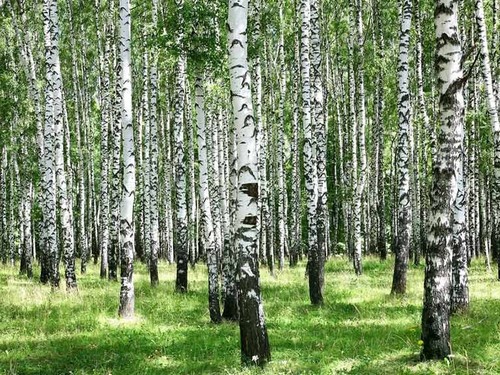Silver birch tree - silver,