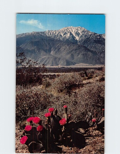 Postcard gaudy blossom - gaudy,