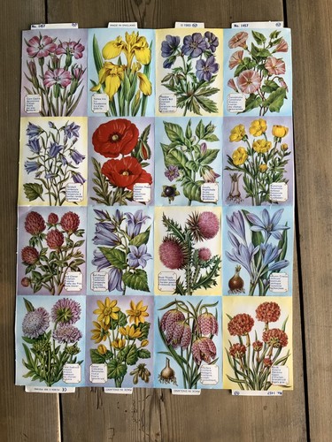 British wild flower - british,