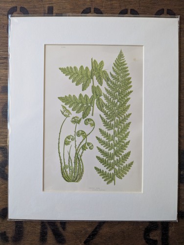 Antique 1870s anne pratt - antique,