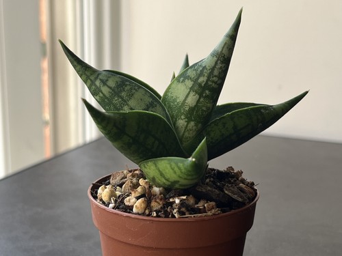 Sansevieria manja hybrid - sansevieria,