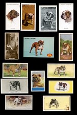 BULLDOG English British Dog