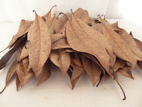 7848 magnoila leaf litter - #7848,
