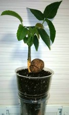 Walnut seedlings