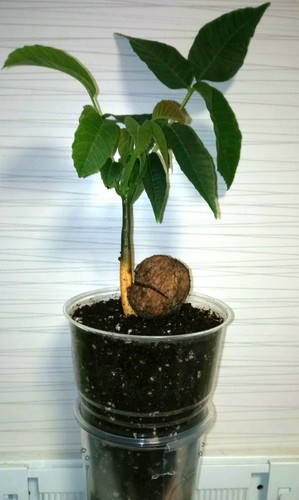 Walnut seedlings