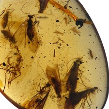 Caddisflies in Burmese /